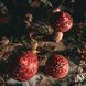 Мухомор високий &deg; великий 047 фото 3